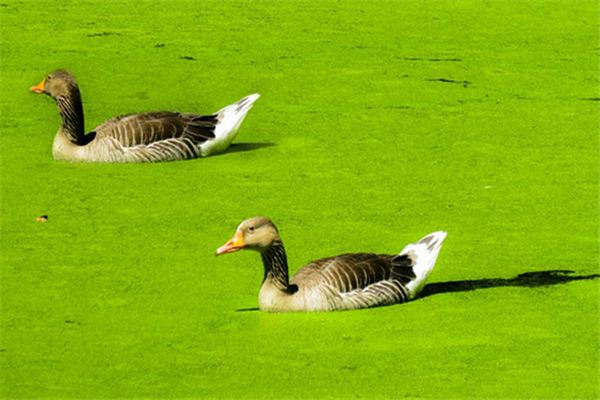 What does it mean to dream of duckweed? What does it mean to dream of duckweed?