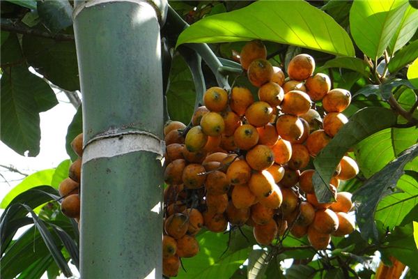 What does it mean to dream of betel nuts? What does it mean to dream of betel nuts?
