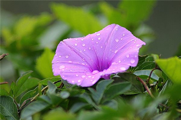 What does it mean to dream of morning glories blooming? What does it mean to dream of morning glories blooming?