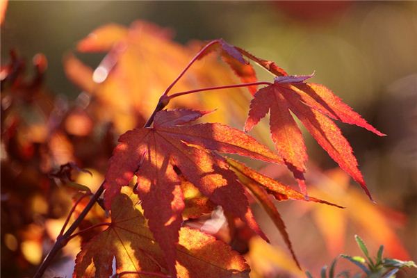 What does it mean to dream of maple trees? What does it mean to dream of maple trees?