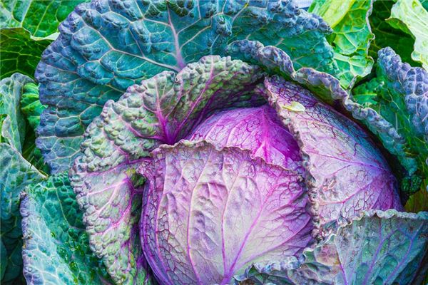 What does it mean to dream of cabbage? What does it mean to dream of cabbage?