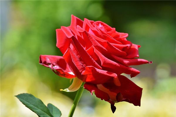 What does it mean to dream of red roses? What does it mean to dream of red roses?