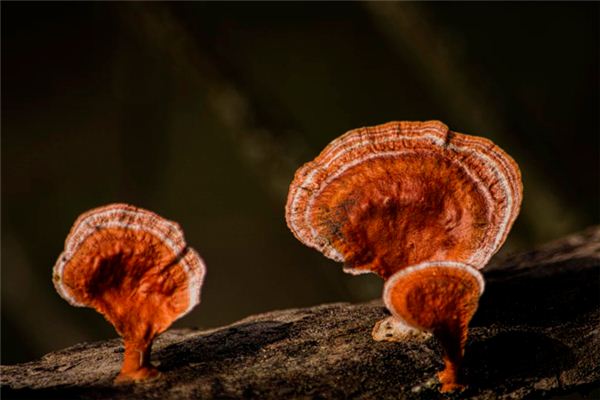 What does it mean to dream of Ganoderma lucidum? What does it mean to dream of Ganoderma lucidum?