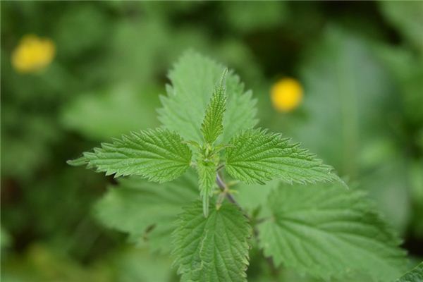 What does it mean to dream of nettles? What does it mean to dream of nettles?