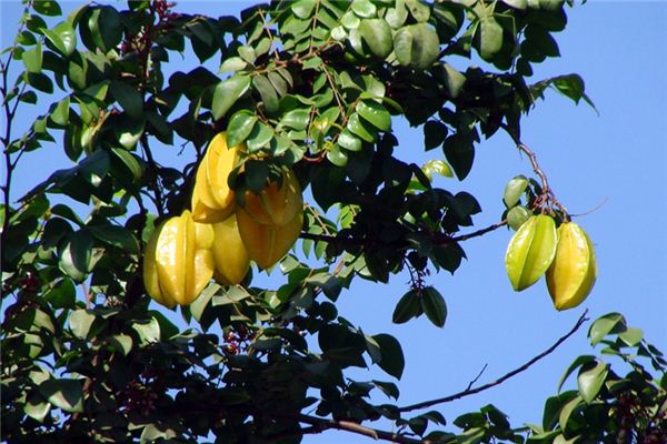What does it mean to dream of star fruit? What does it mean to dream of star fruit?