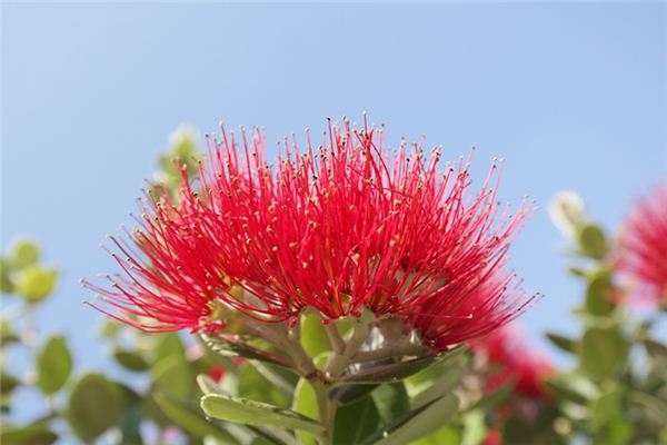 What does it mean to dream of a cycad blooming? What does it mean to dream of a cycad blooming?