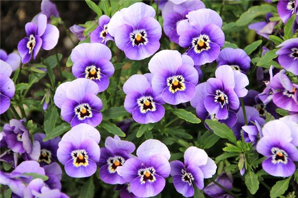 What does it mean to dream of violets? What does it mean to dream of violets?