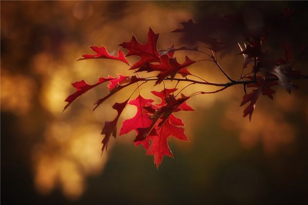 What does it mean to dream of leaves? What does it mean to dream of leaves?