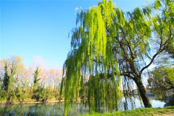 I dreamt of willow branches swaying in the wind.