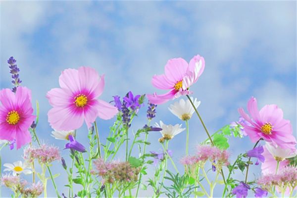 What does it mean to dream of various flowers blooming? What does it mean to dream of various flowers blooming?