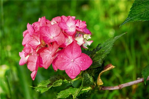 What does it mean to dream of hydrangeas blooming? What does it mean to dream of hydrangeas blooming?