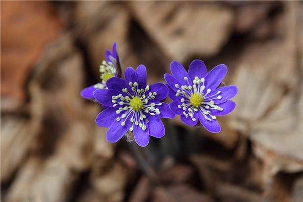 What does it mean to dream of wildflowers? What does it mean to dream of wildflowers?