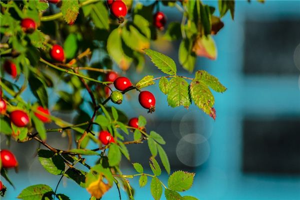 What does it mean to dream of thorny fruit? What does it mean to dream of thorny fruit?