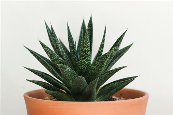 What does it mean to dream of aloe vera? What does it mean to dream of aloe vera?