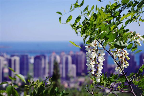 What does it mean to dream of locust flowers? What does it mean to dream of locust flowers?