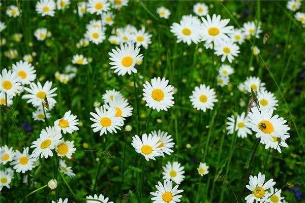 What does it mean to dream of white chrysanthemums? What does it mean to dream of white chrysanthemums?