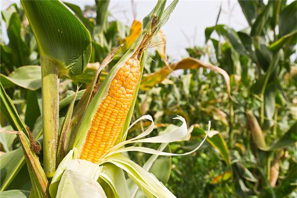 I dreamed of a large cornfield