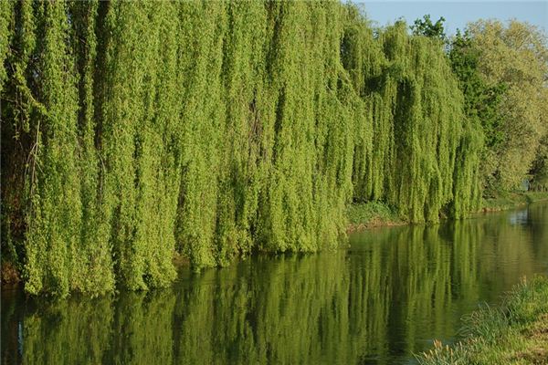 What does it mean to dream of weeping willows by the water? What does it mean to dream of weeping willows by the water?