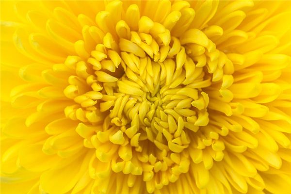 What does it mean to dream of yellow chrysanthemums? What does it mean to dream of yellow chrysanthemums?