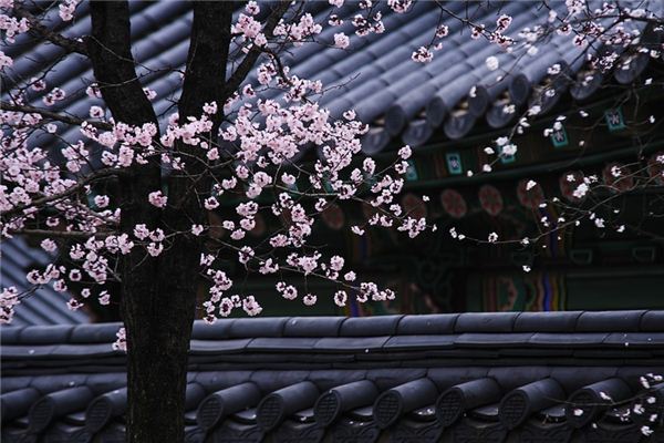 What does it mean to dream of plum blossoms blooming? What does it mean to dream of plum blossoms blooming?