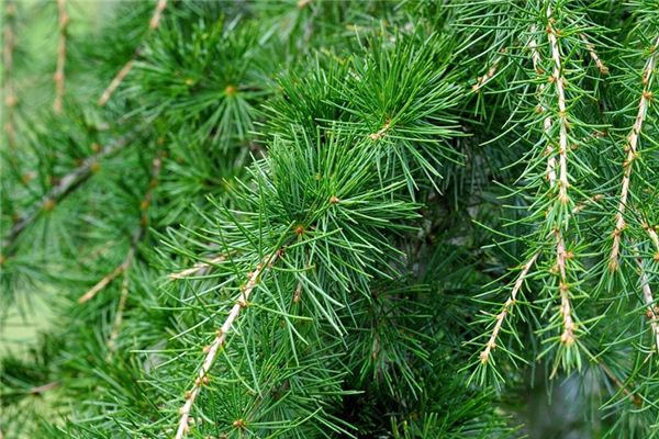 What does it mean to dream of cedar trees? What does it mean to dream of cedar trees?