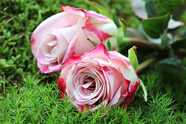 Dreaming of roses Dreaming of roses