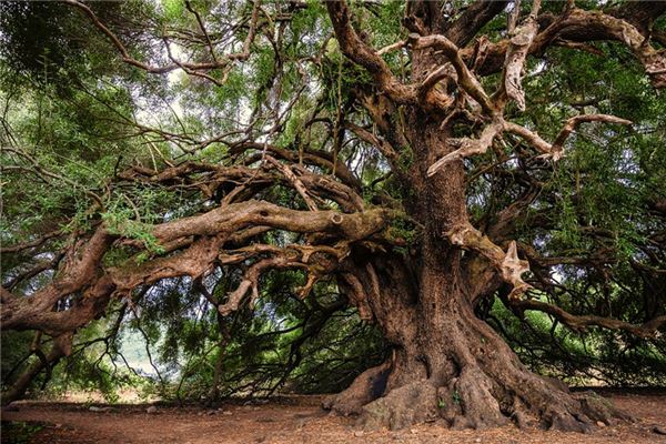 What does it mean to dream of tree bark? What does it mean to dream of tree bark?