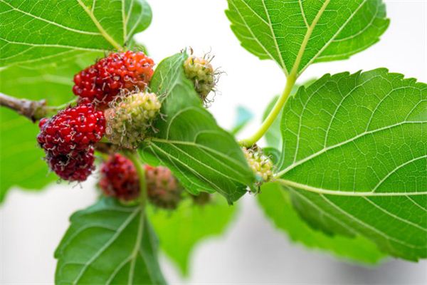 Dreaming of mulberry leaves and mulberry trees