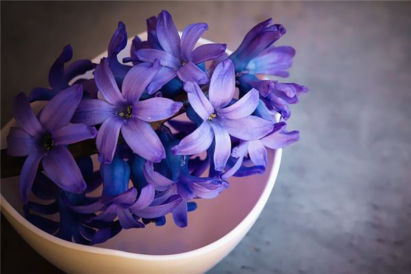 What does it mean to dream of hyacinths? What does it mean to dream of hyacinths?