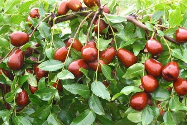 Dreaming of planting jujube trees