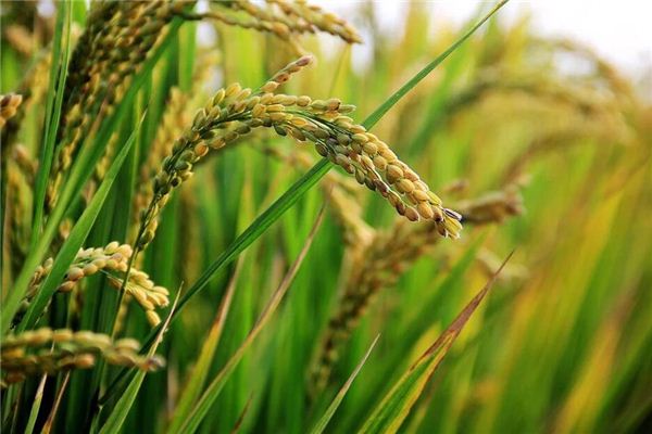 Dreaming of rice and wheat
