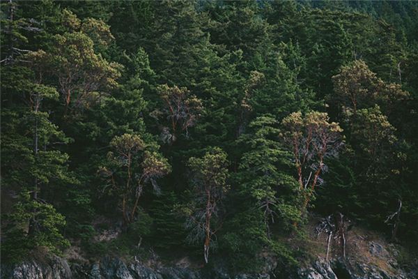 What does it mean to dream of lush trees? What does it mean to dream of lush trees?