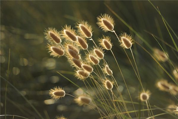 What does it mean to dream of weeds? What does it mean to dream of weeds?