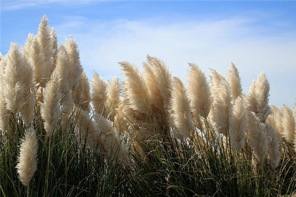 What does it mean to dream of reeds? What does it mean to dream of reeds?