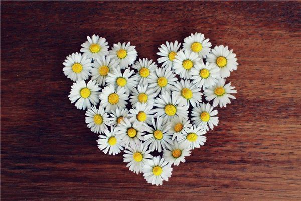 What does it mean to dream of chrysanthemums? What does it mean to dream of chrysanthemums?