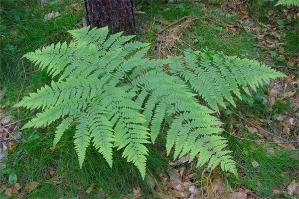 Dreaming of ferns