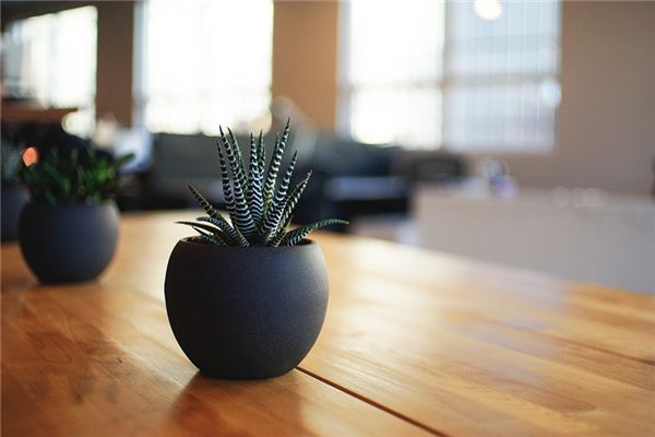 What does it mean to dream of potted plants?