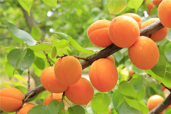 What does it mean to dream of an apricot tree? What does it mean to dream of an apricot tree?
