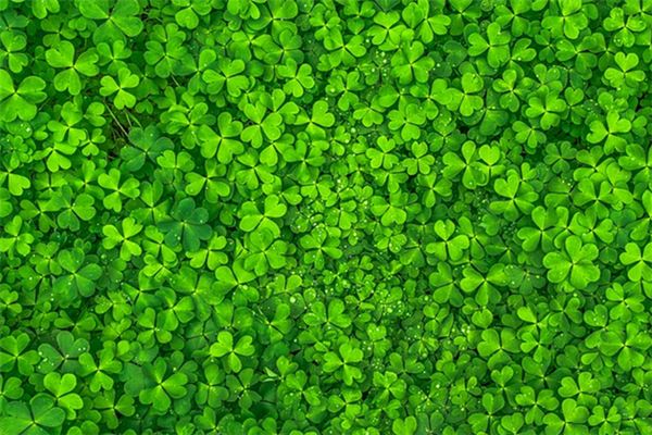 What does it mean to dream of clover? What does it mean to dream of clover?