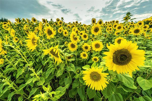 Dreaming of sunflowers blooming