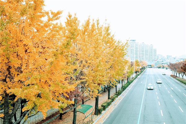 What does it mean to dream of a ginkgo tree? What does it mean to dream of a ginkgo tree?