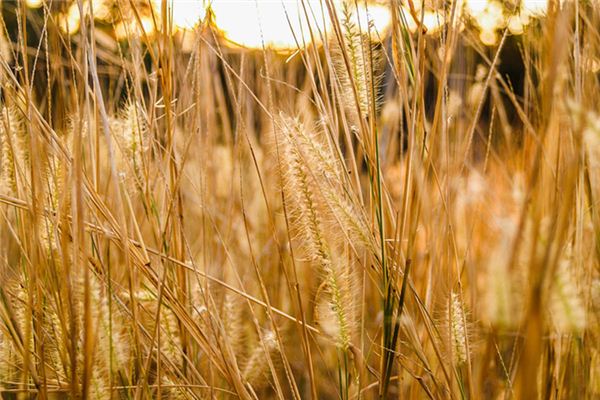 What does it mean to dream of weeds? What does it mean to dream of weeds?