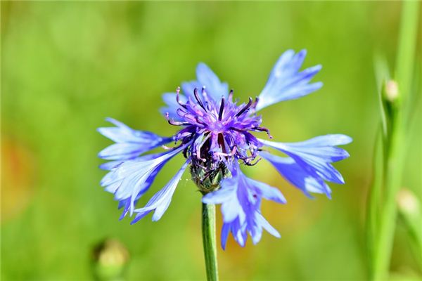 What does it mean to dream of cornflowers? What does it mean to dream of cornflowers?