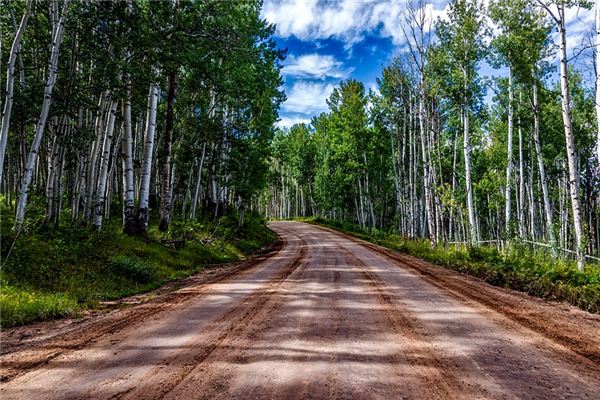 What does it mean to dream of poplar trees? What does it mean to dream of poplar trees?