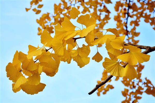 What does it mean to dream of ginkgo trees? What does it mean to dream of ginkgo trees?