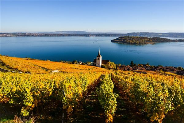 What does it mean to dream of grapevines? What does it mean to dream of grapevines?