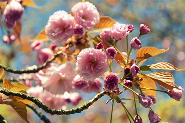 What does it mean to dream of trees blooming? What does it mean to dream of trees blooming?