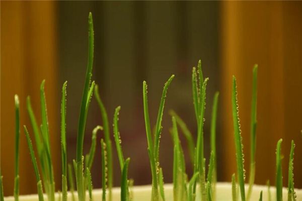 What does it mean to dream of garlic sprouts? What does it mean to dream of garlic sprouts?