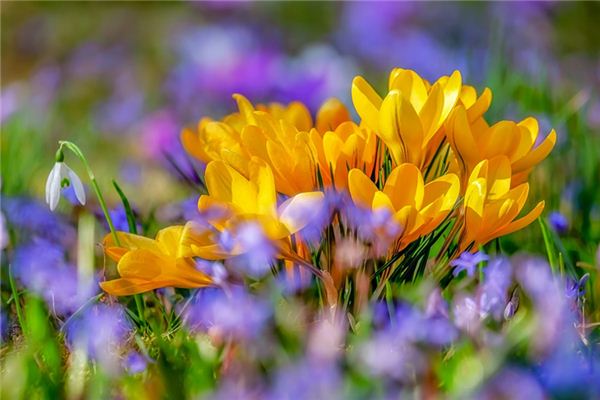 What does it mean to dream of saffron? What does it mean to dream of saffron?