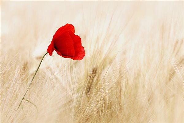 What does it mean to dream of poppies? What does it mean to dream of poppies?